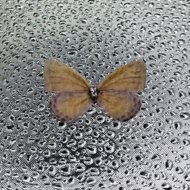 Butterflies number 13