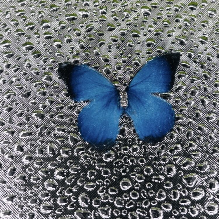 Butterflies number 5