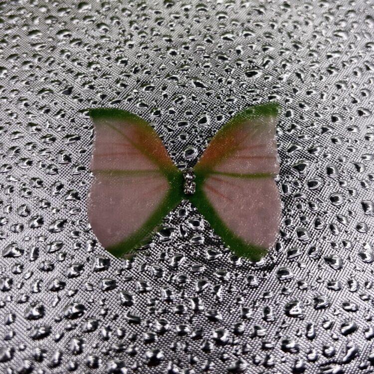 Butterflies number 9